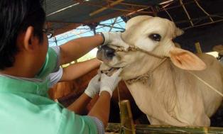 Distan Kabupaten Bengkalis terus memperketat pemeriksaan Hewan Qurban Idul Adha 1438 H