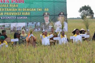 Panen Raya Padi UPSUS Pajale Riau Bekerja sama dengan Kementerian Pertanian Republik Indonesia dan T